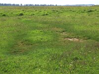 NL, Friesland, Noardeast-Fryslan, Zoutkamperplaat 28, Saxifraga-Hans Boll