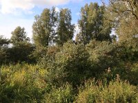 NL, Friesland, Noardeast-Fryslan, Zoutkamperplaat 29, Saxifraga-Hans Boll