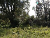 NL, Friesland, Noardeast-Fryslan, Zoutkamperplaat 30, Saxifraga-Hans Boll