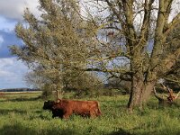 NL, Friesland, Noardeast-Fryslan, Zoutkamperplaat 33, Saxifraga-Hans Boll