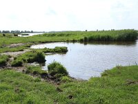 NL, Friesland, Noardeast-Fryslan, Zoutkamperplaat 39, Saxifraga-Hans Boll