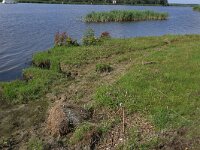 NL, Friesland, Noardeast-Fryslan, Zoutkamperplaat 45, Saxifraga-Hans Boll