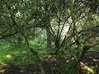 NL, Friesland, Noardeast-Fryslan, Zoutkamperplaat 53, Saxifraga-Hans Boll