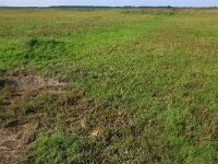 NL, Friesland, Noardeast-Fryslan, Zoutkamperplaat 67, Saxifraga-Hans Boll