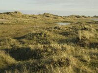 NL, Friesland, Terschelling, Groede 3, Saxifraga-Jan van der Straaten