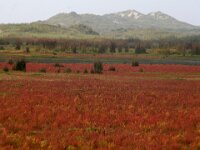 NL, Friesland, Terschelling, Noordsvaarder 92, Saxifraga-Foto Fitis-Sytske Dijksen