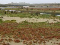 NL, Friesland, Terschelling, Noordsvaarder 93, Saxifraga-Foto Fitis-Sytske Dijksen