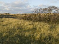 NL, Friesland, Terschelling, Wierschuur 25, Saxifraga-Jan van der Straaten