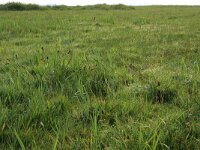 NL, Groningen, Het Hogeland, Ballastplaat 10, Saxifraga-Hans Boll