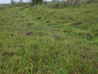 NL, Groningen, Het Hogeland, Ballastplaat 25, Saxifraga-Hans Boll