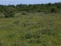 NL, Groningen, Het Hogeland, Ballastplaat 40, Saxifraga-Hans Boll