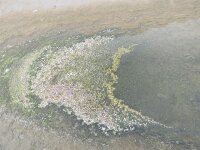 NL, Groningen, Het Hogeland, Rottummerplaat 5, Saxifraga-Mark Zekhuis