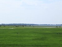 NL, Groningen, Het Hogeland, Schildhoek 1, Saxifraga-Hans Boll