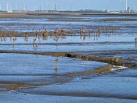 NL, Zeeland, Hulst, Hedwigepolder 12, Saxifraga-Tom Heijnen