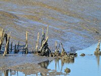 NL, Zeeland, Hulst, Schor van Baalhoek 3, Saxifraga-Tom Heijnen