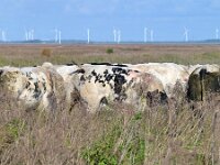 NL, Zeeland, Hulst, Verdronken Land van Saeftinghe 4, Saxifraga-Tom Heijnen