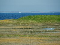 NL, Zeeland, Noord-Beveland 2, Saxifraga-Foto Fitis-Sytske Dijksen