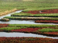 NL, Zeeland, Schouwen-Duiveland, Schelphoek 2, Saxifraga-Foto Fitis-Sytske Dijksen