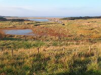 NL, Zeeland, Sluis, Verdronken Zwarte Polder 3, Saxifraga-Tom Heijnen