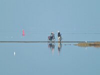 NL, Zeeland, Sluis, Voorland Nummer Een 3, Saxifraga-Tom Heijnen