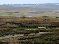 NL, Zeeland, Tholen 1, Saxifraga-Foto Fitis-Sytske Dijksen