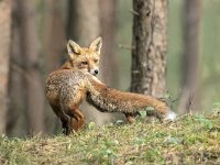 NL, Gelderland, Harderwijk, Beekhuizerzand 12, Saxifraga-Luuk Vermeer