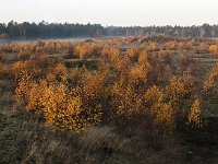 NL, Gelderland, Harderwijk, Beekhuizerzand 15, Saxifraga-Luuk Vermeer