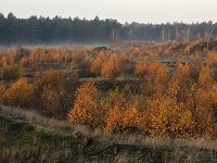 NL, Gelderland, Harderwijk, Beekhuizerzand 17, Saxifraga-Luuk Vermeer