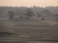 NL, Gelderland, Harderwijk, Beekhuizerzand 18, Saxifraga-Luuk Vermeer