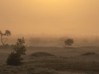 NL, Gelderland, Harderwijk, Beekhuizerzand 31, Saxifraga-Luuk Vermeer