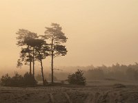 NL, Gelderland, Harderwijk, Beekhuizerzand 32, Saxifraga-Luuk Vermeer