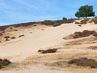 NL, Gelderland, Rheden, Herkhuizerveld 4, Saxifraga-Tom Heijnen