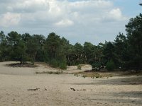 NL, Noord-Brabant, Heusden, Loonsche en Drunensche Duinen 2, Saxifraga-Jaap Bouwman