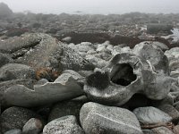 N, Nordland, Lofoten, Eggum 5, Saxifraga-Marjan van der Heide