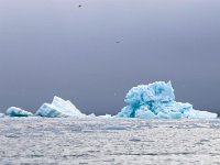 N, Spitsbergen, Burgerbukta 3, Saxifraga-Bart Vastenhouw