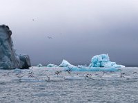 N, Spitsbergen, Burgerbukta 5, Saxifraga-Bart Vastenhouw