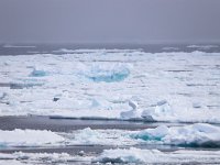 N, Spitsbergen, Noordelijke IJszee, Pakijs 6, Saxifraga-Bart Vastenhouw