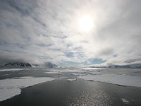 NO, Spitsbergen, Fuglesangen 13, Saxifraga-Bart Vastenhouw