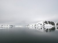 NO, Spitsbergen, Fuglesangen 19, Saxifraga-Bart Vastenhouw