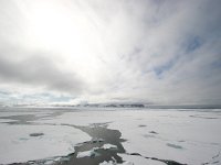 NO, Spitsbergen, Fuglesangen 7, Saxifraga-Bart Vastenhouw