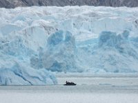 NO, Spitsbergen, Kongsfjord 12, Saxifraga-Bart Vastenhouw