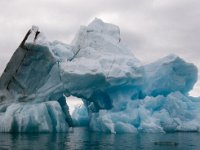 NO, Spitsbergen, Kongsfjord 26, Saxifraga-Bart Vastenhouw