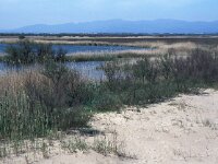 E, Girona, Emporda, Aigemols d Emporda 1, Saxifraga-Jan van der Straaten