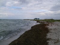 S, Skane Lan, Vellinge, Hovbacken 1, Saxifraga-Foto Fitis-Sytske Dijksen