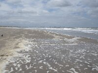 NL, Zuid-Holland, Westland, Monster 12, Saxifraga-Willem van Kruijsbergen