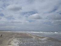 NL, Zuid-Holland, Westland, Monster 13, Saxifraga-Willem van Kruijsbergen