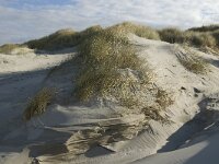 NL, Friesland, Terschelling, Boschplaat 43, Saxifraga-Jan van der Straaten