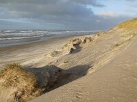 NL, Noord-Holland, Texel, Paal 11 6, Saxifraga-Foto Fitis-Sytske Dijksen
