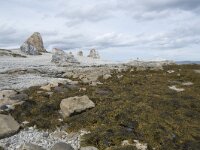 N, Finnmark, Porsanger, Trollholmsund 29, Saxifraga-Willem van Kruijsbergen