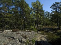 S, Gavleborgs lan, Hudiksvall, Holick 9, Saxifraga-Jan van der Straaten